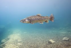 Trout.
Capernwray.
D200, 16mm. by Mark Thomas 